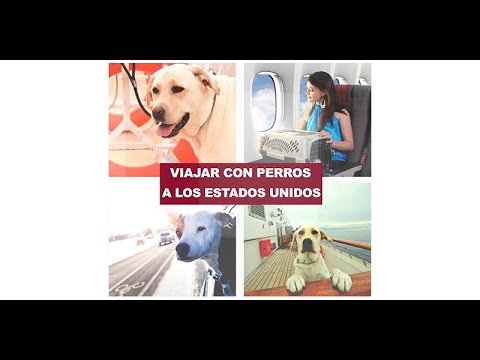 Descubre cómo viajar con tu perro a Estados Unidos sin complicaciones